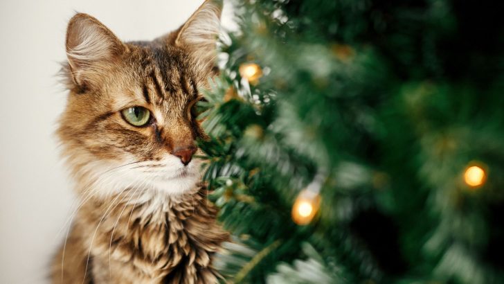 Cat Drinking Christmas Tree Water – Should You Be Worried?