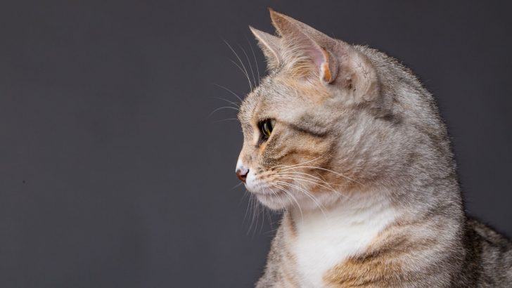 Cat Swallowing A Lot – Symptoms, Conditions & Treatment