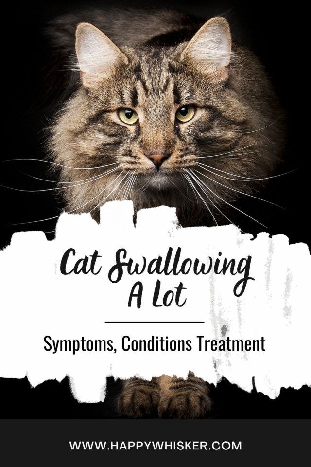 Cat Swallowing A Lot Symptoms, Conditions & Treatment