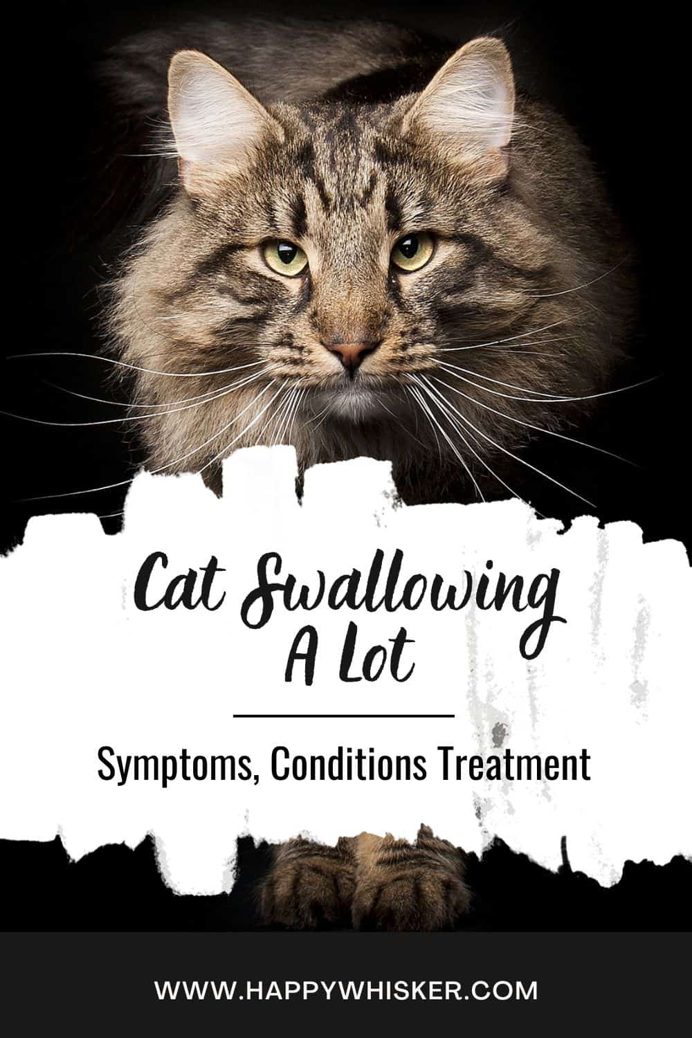 Cat Swallowing A Lot - Symptoms, Conditions Treatment Pinterest