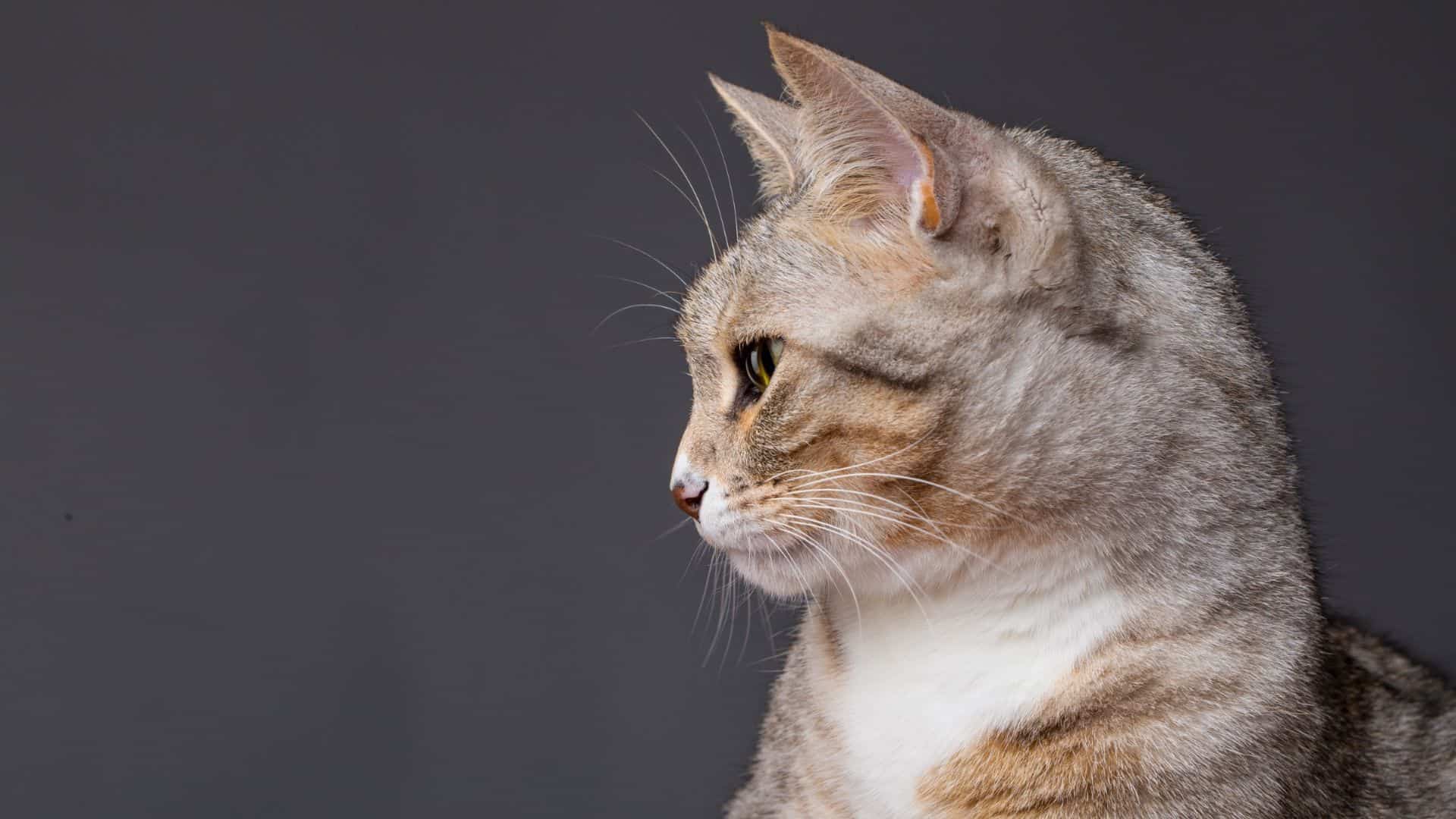 cat side portrait
