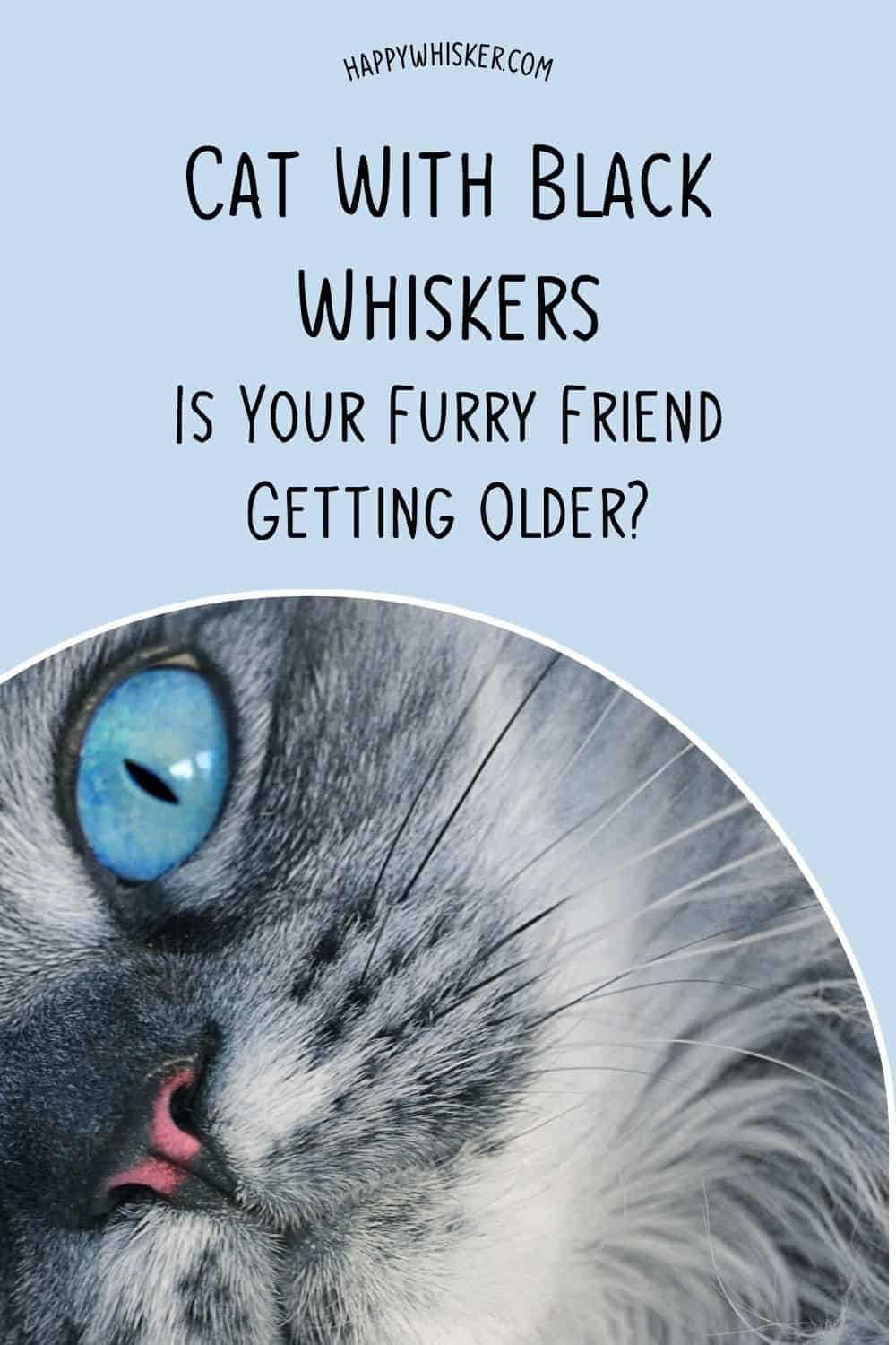 Cat With Black Whiskers - Is Your Furry Friend Getting Older Pinterest