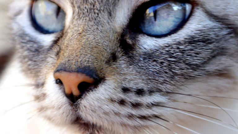 Cat With Black Whiskers