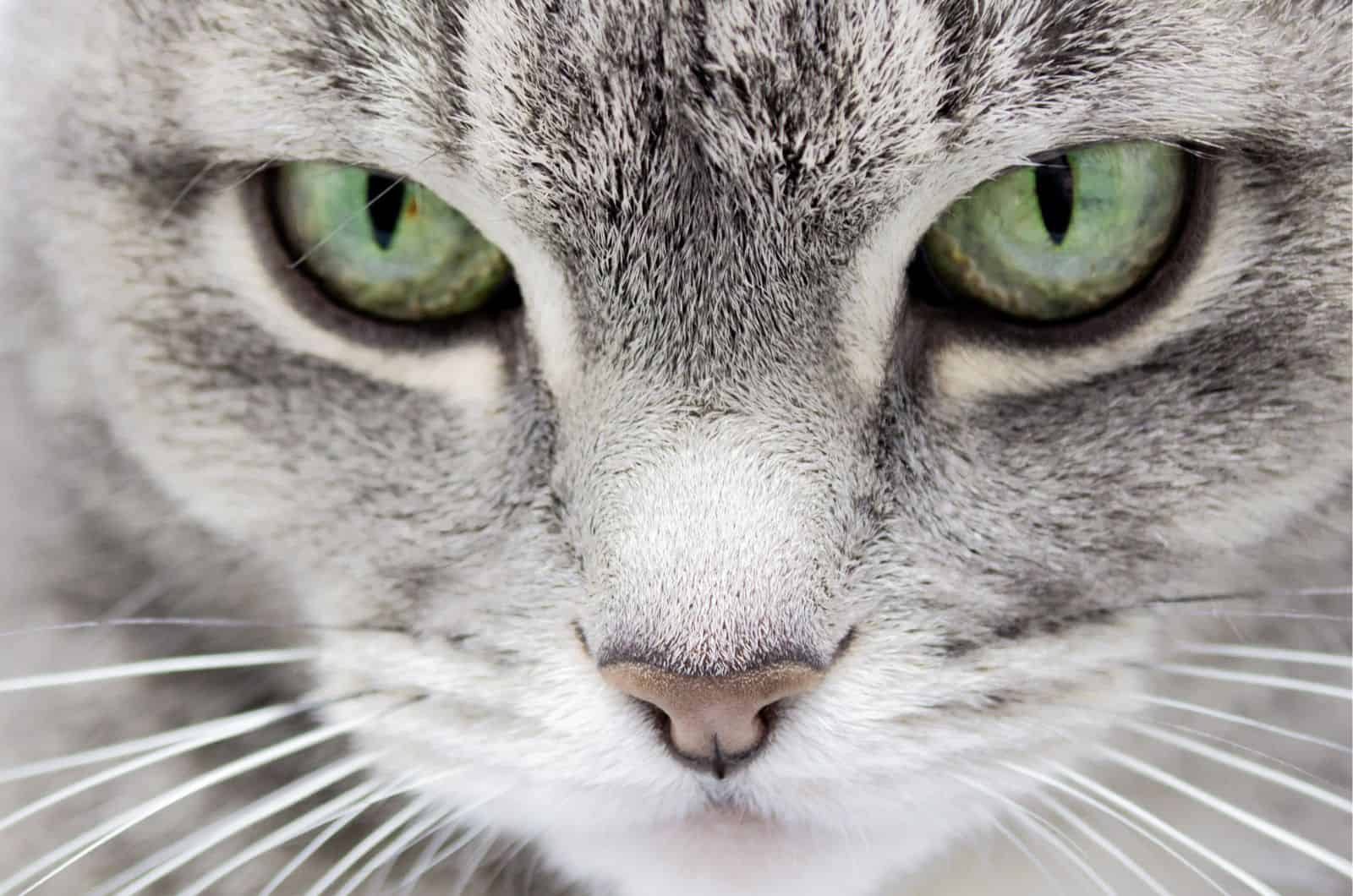 Cat With Black Whiskers looking at camera