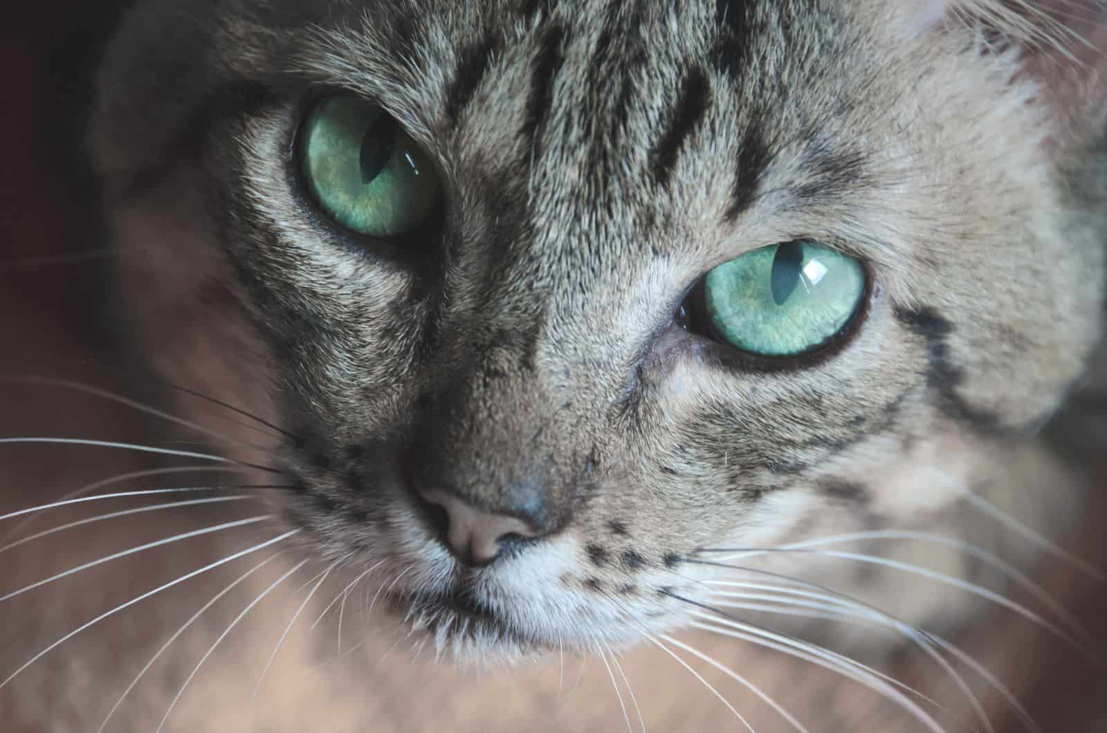 Cat With Black Whiskers