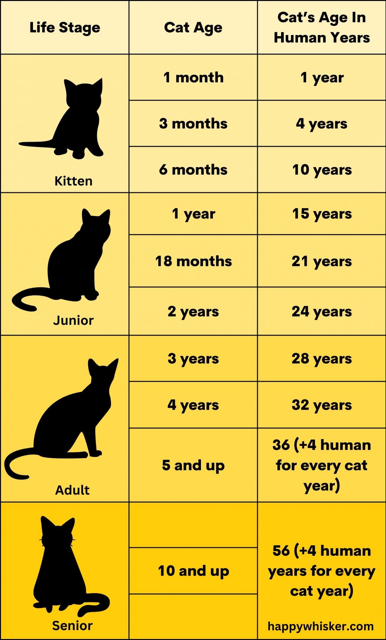 How To Calculate Cat Years To Human Years Complete Guide