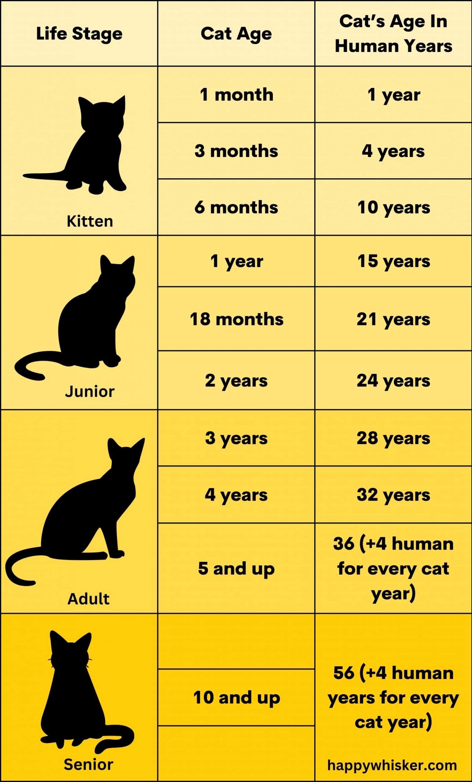 2 adult years in cat years