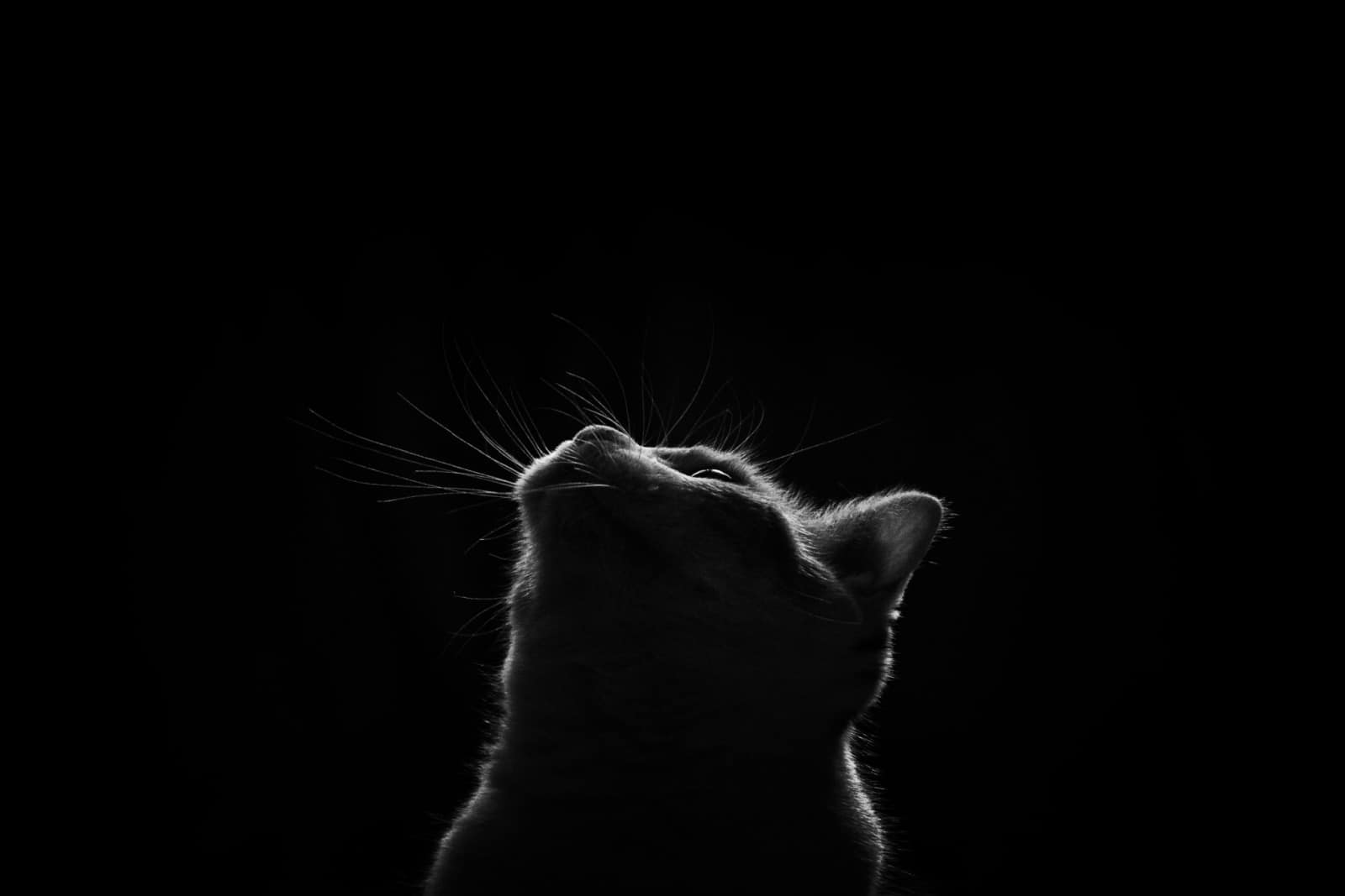 Cat looking up in black'n'white studio shot