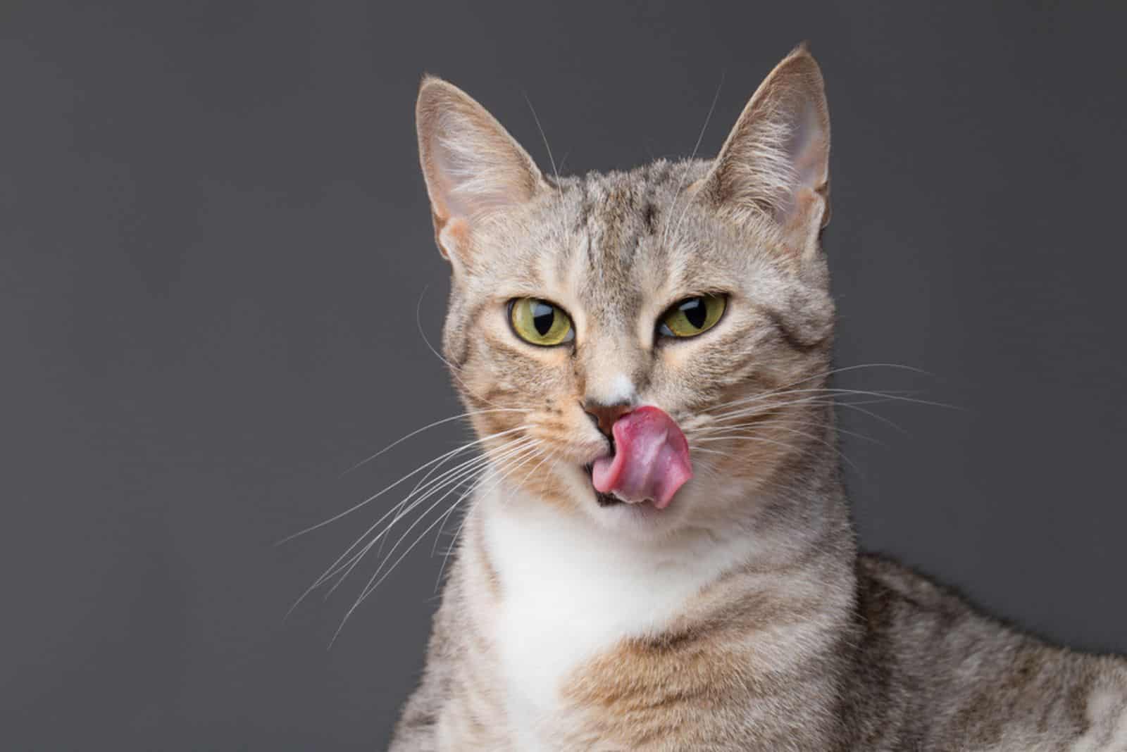 Cat smacking her lips tongue out