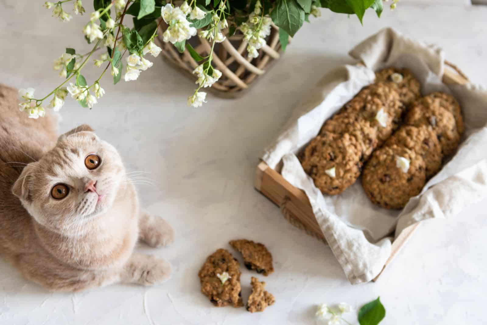 Cat with oatmeal cookies