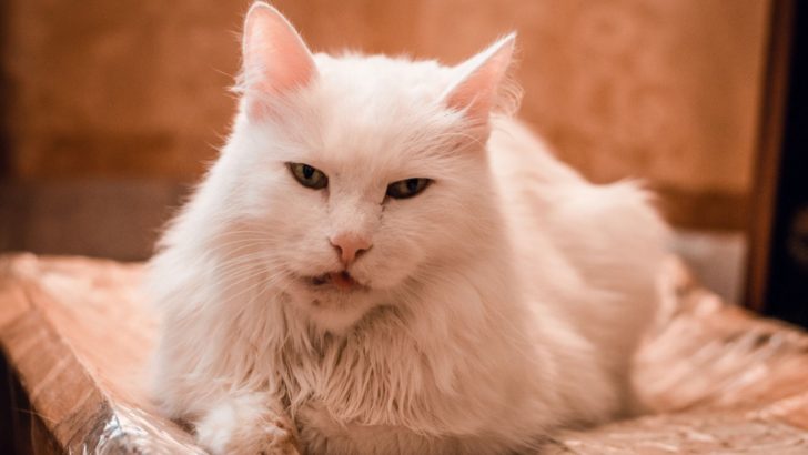 Causes And Symptoms Of Cat Swollen Lip + How To Treat It