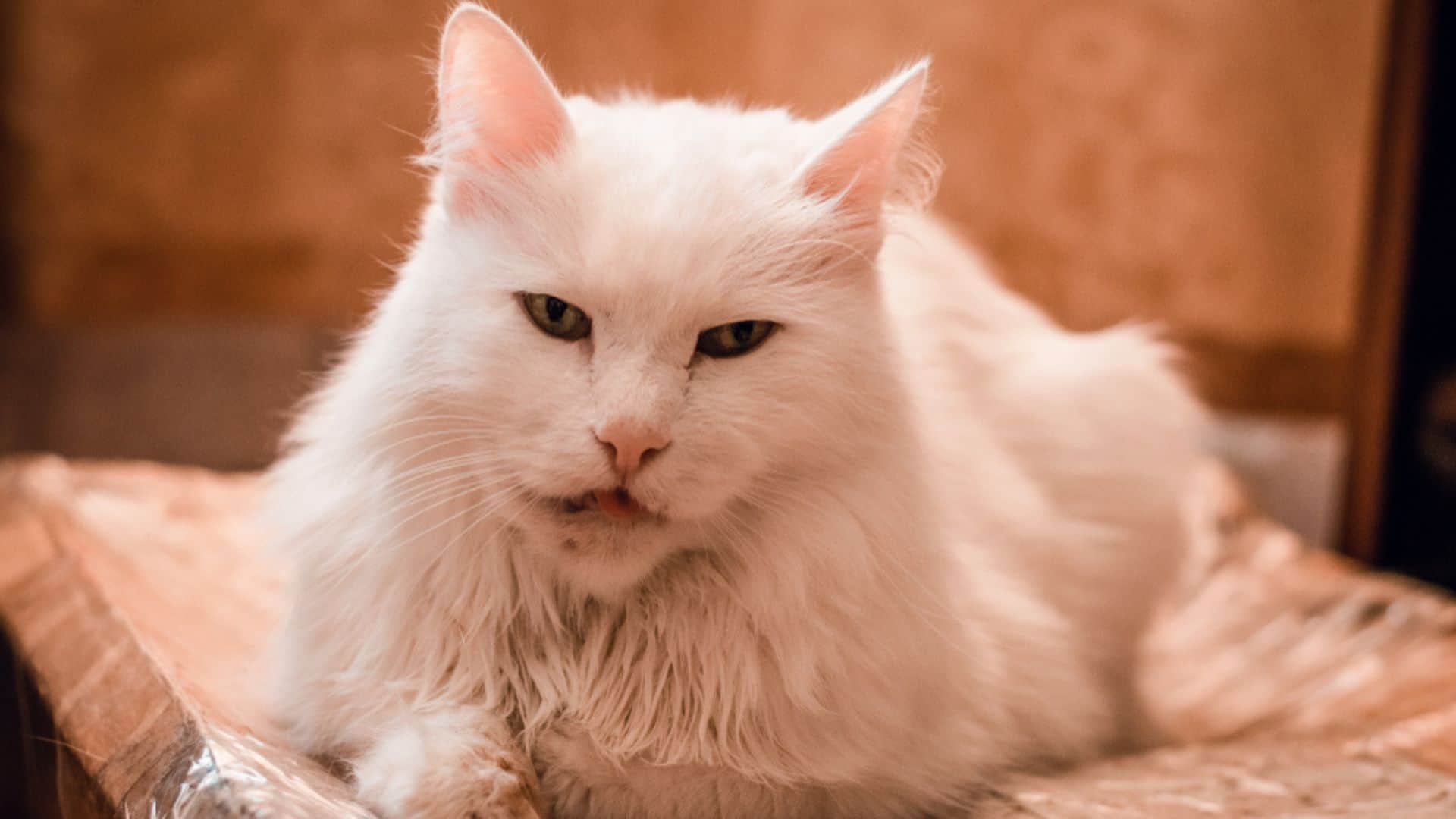 a beautiful white cat with a swollen lip