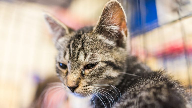 Kitten with Eye Infection