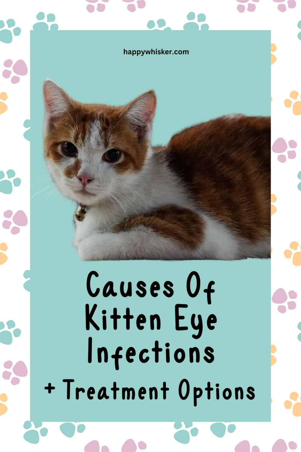 Causes Of Kitten Eye Infections + Treatment Options Pinterest