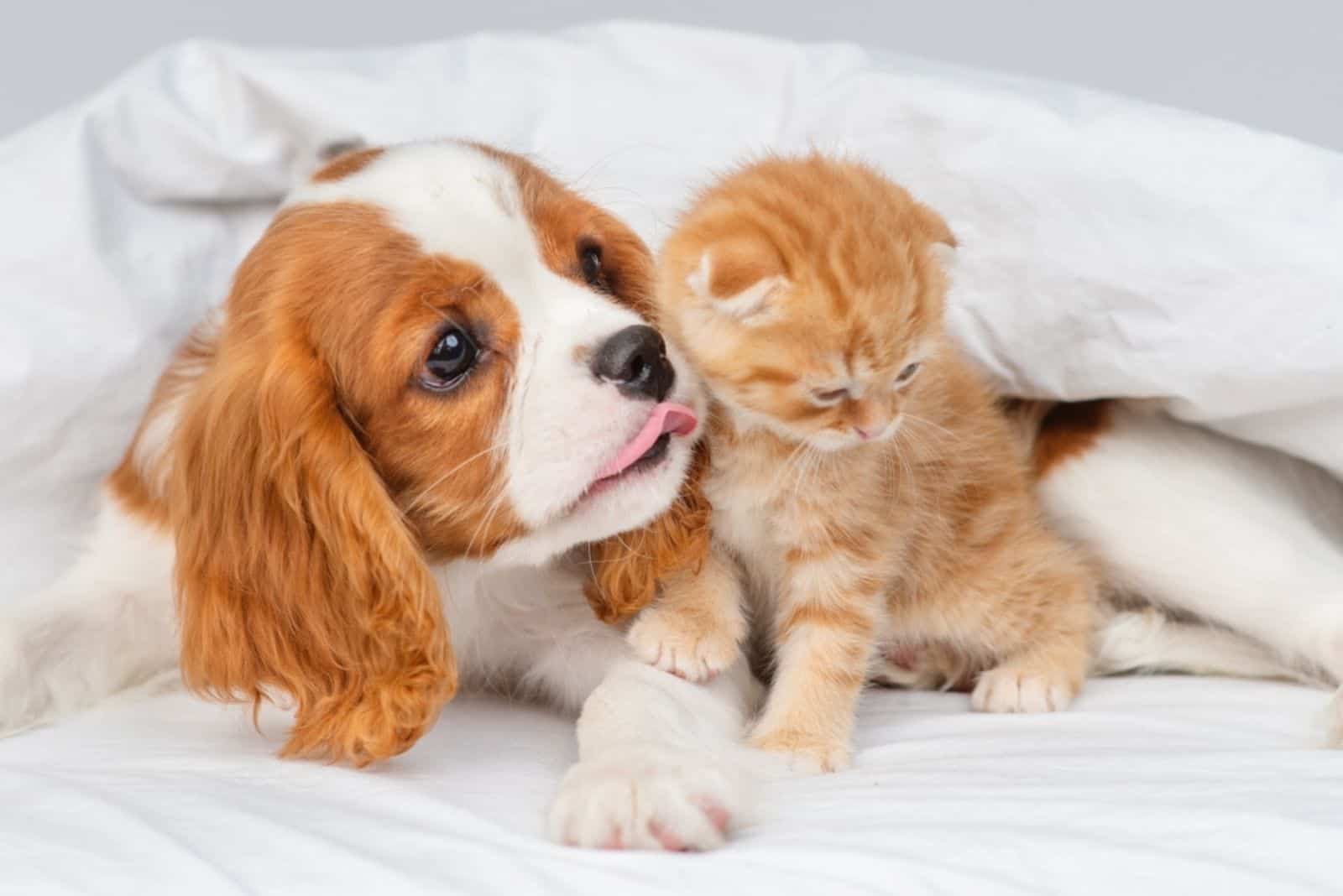 Cavalier King Charles Spaniel with cat
