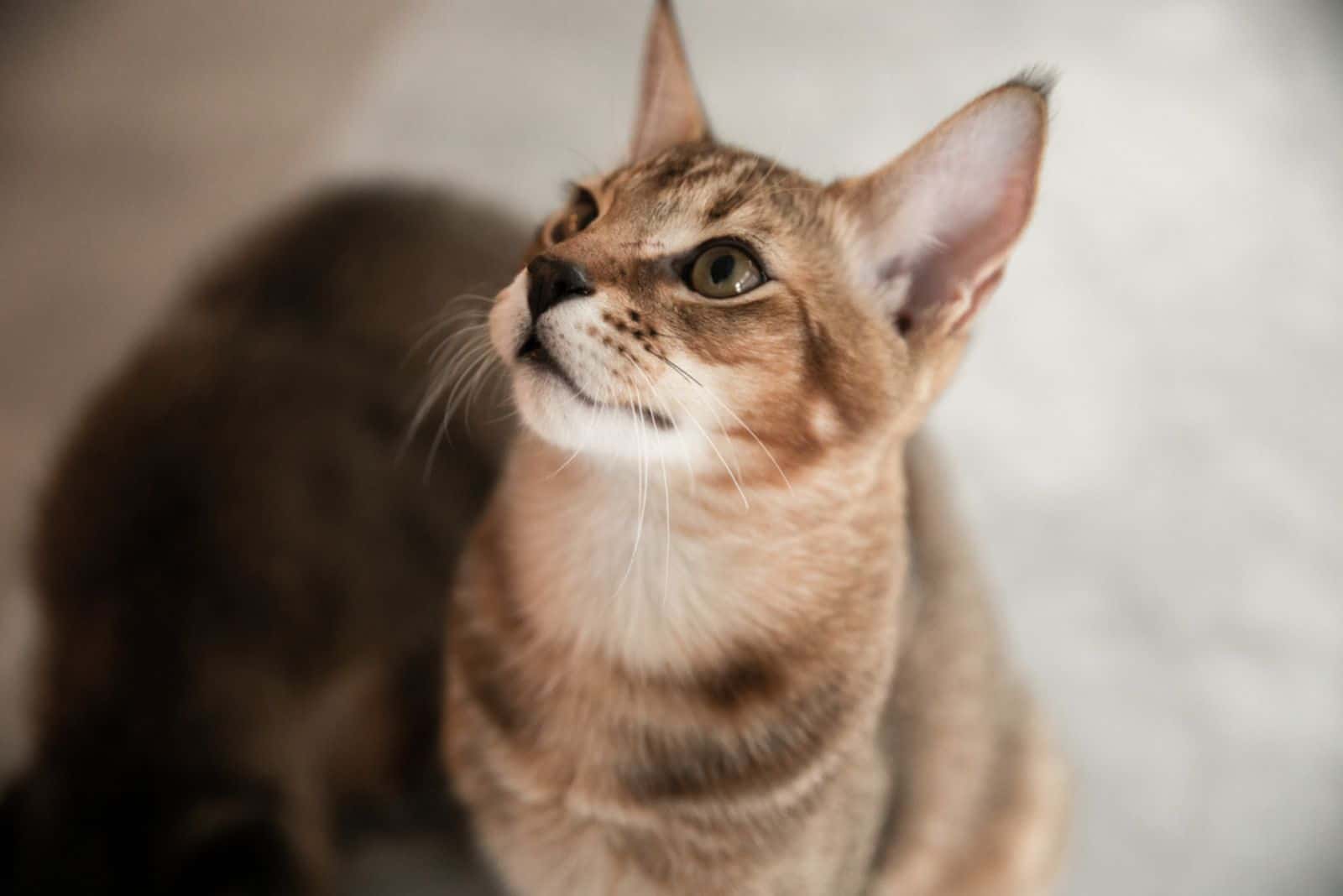 Chausie Cat