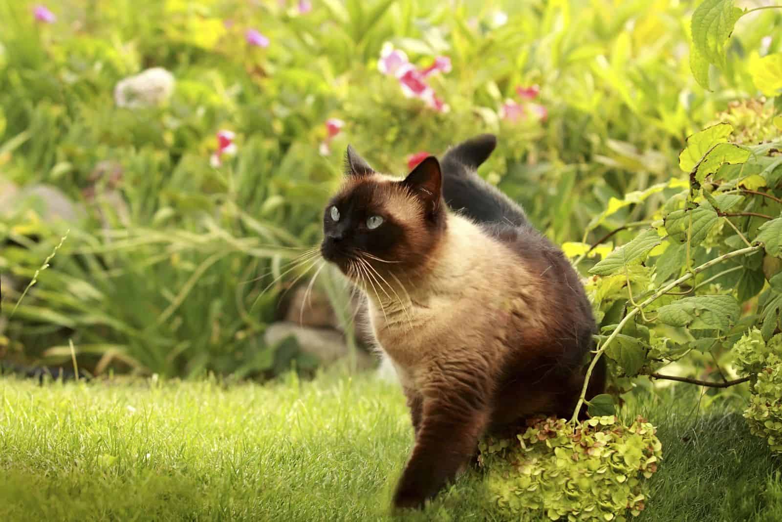 Chocolate Point Siamese Cat