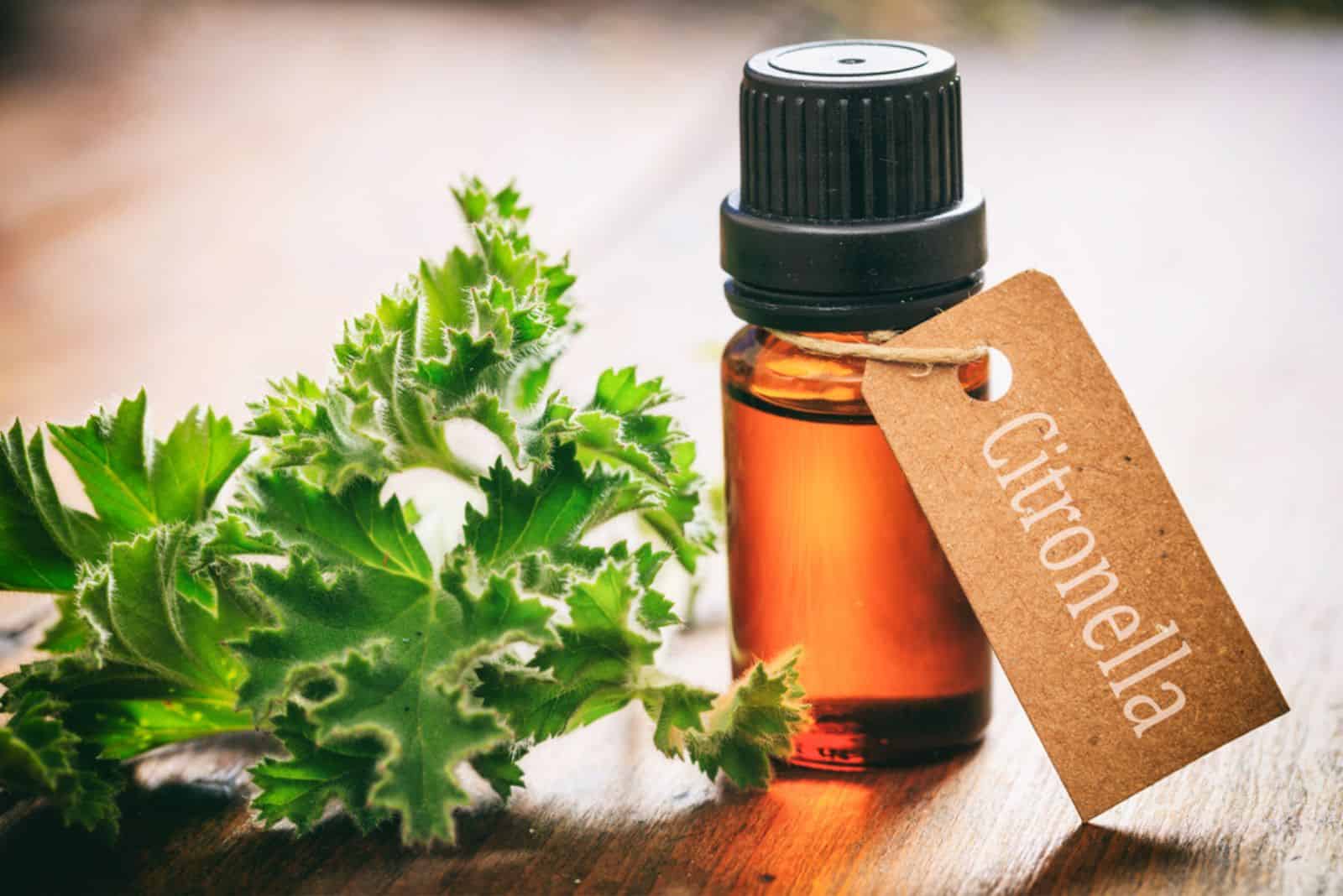 Citronella essential oil and fresh leaves 