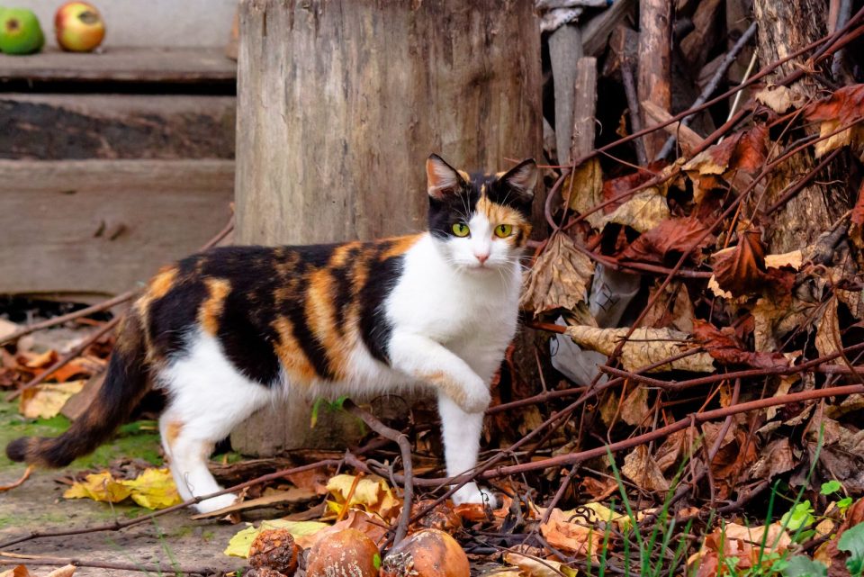 Different Types Of Calico Cats + Pictures & Facts