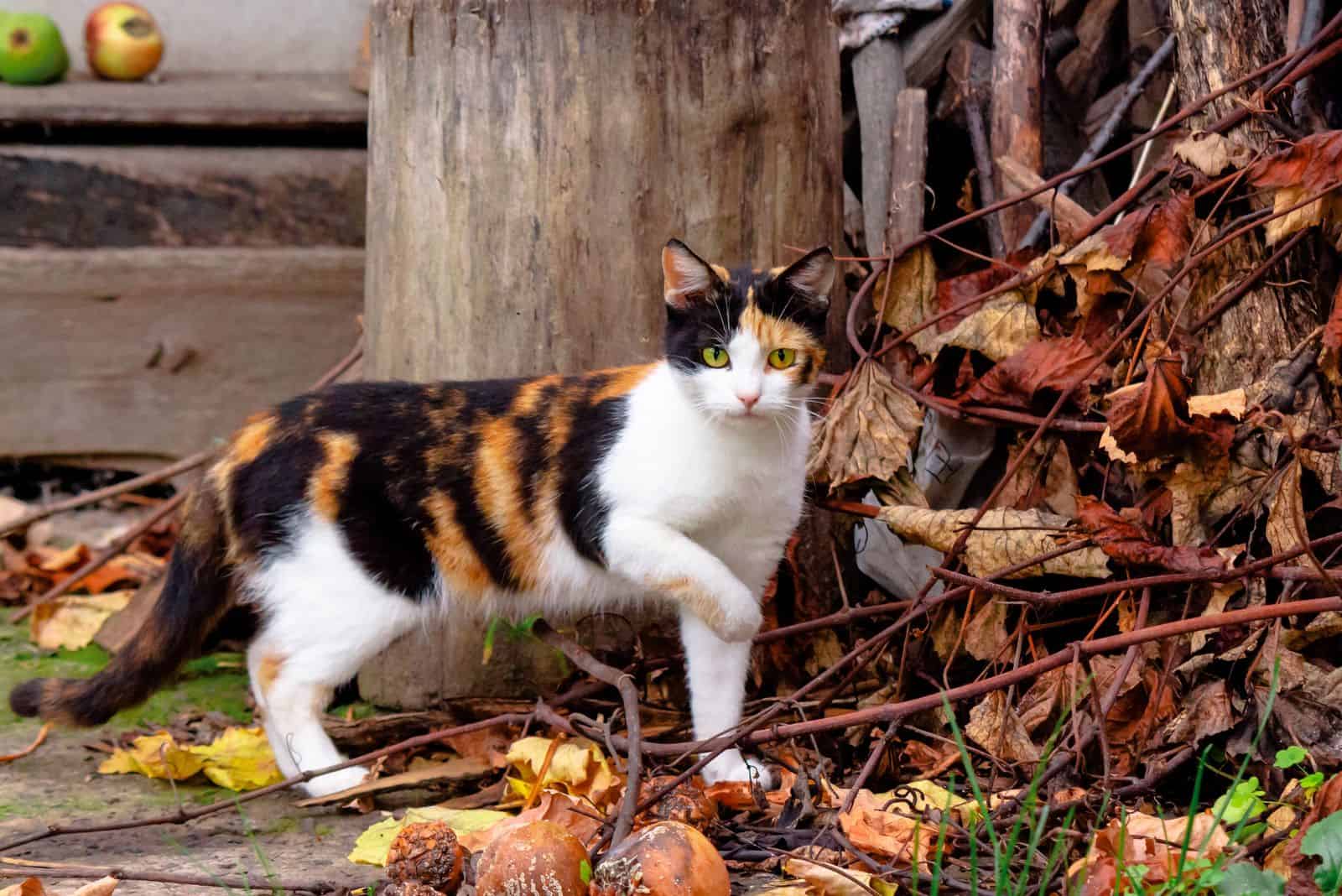 Classic Calico Cat