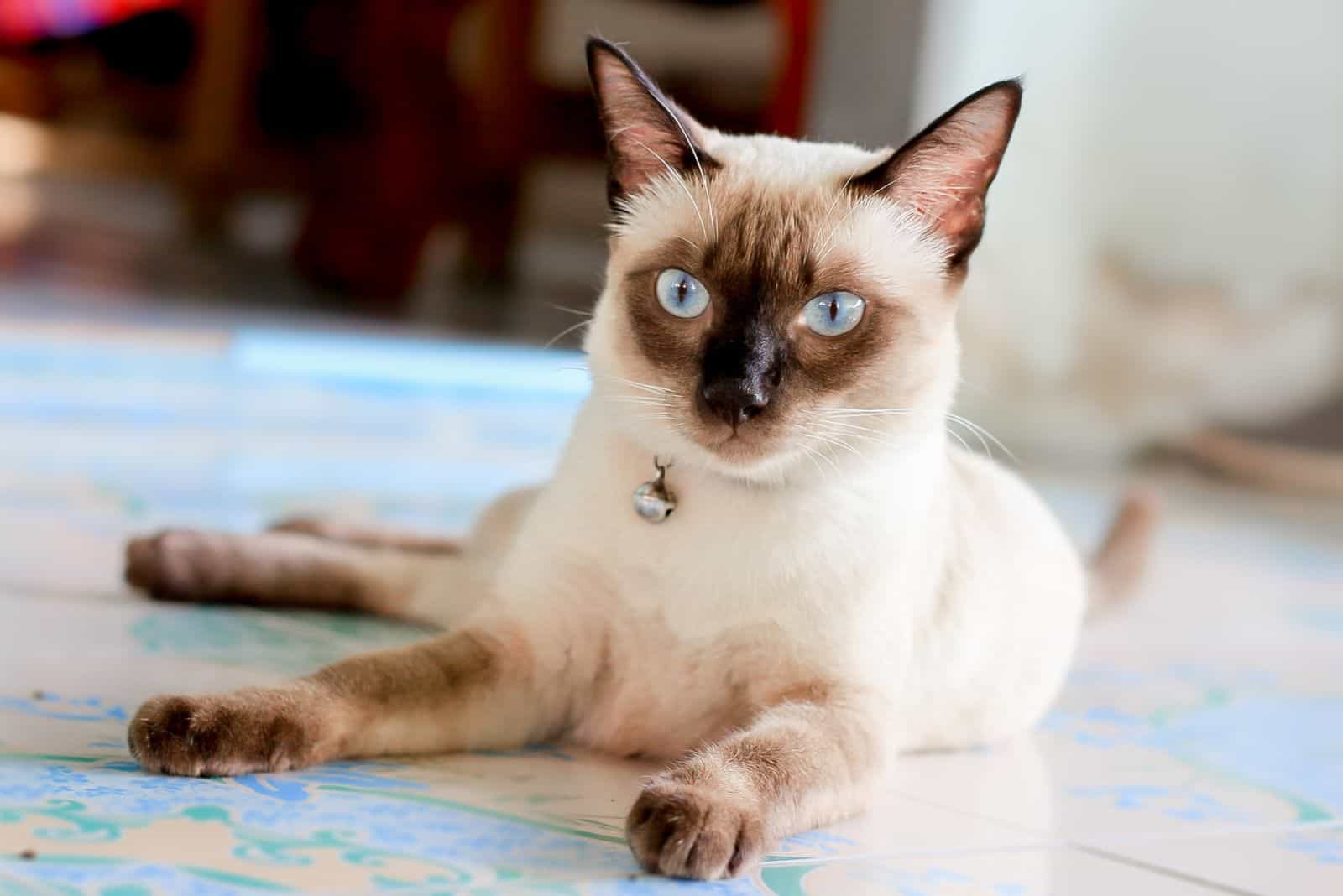 Classic Siamese Cat