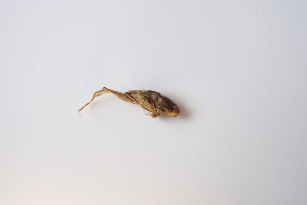 Cat Swallowing A Lot Symptoms, Conditions & Treatment