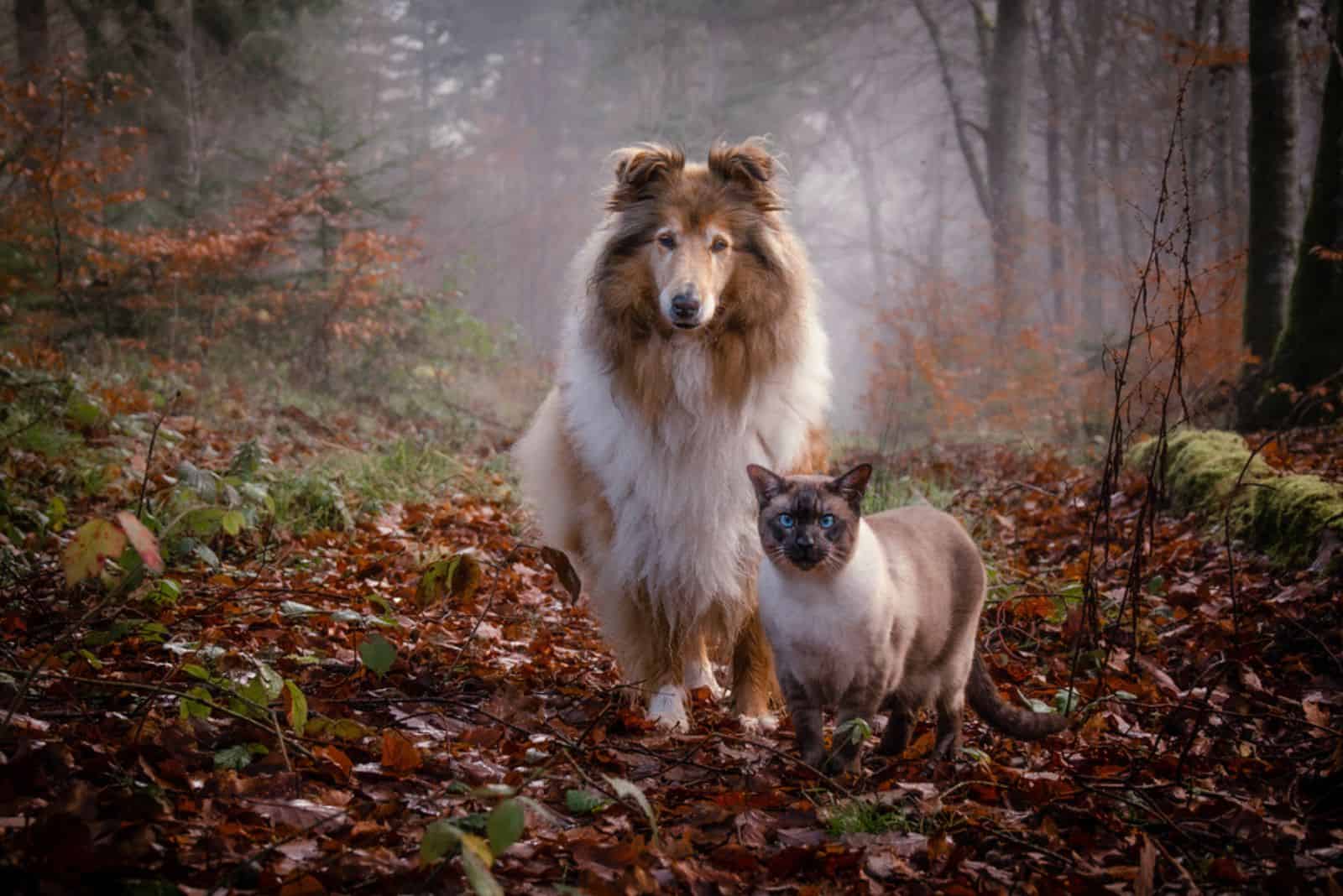Collie dog with siamese cat in the wood