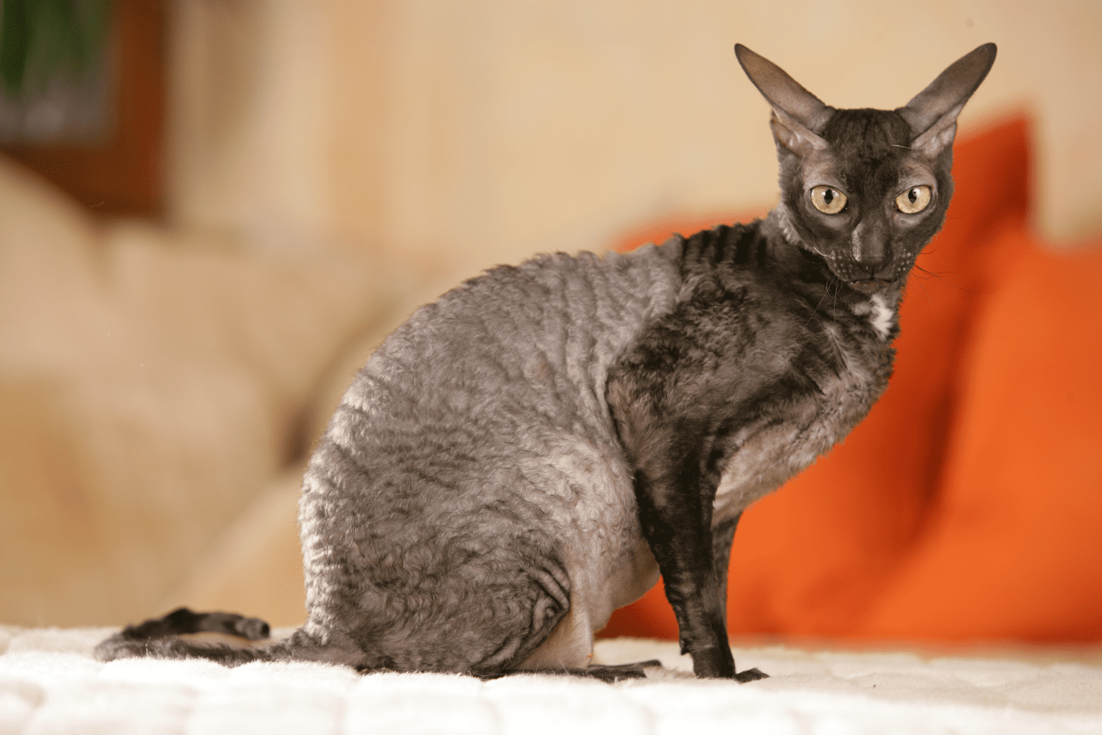 Cornish Rex 