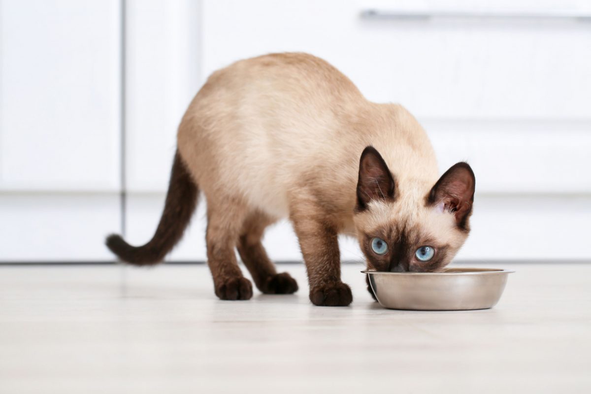 12 Tasty Gravy For Cats Recipes Your Cat Will Love You For