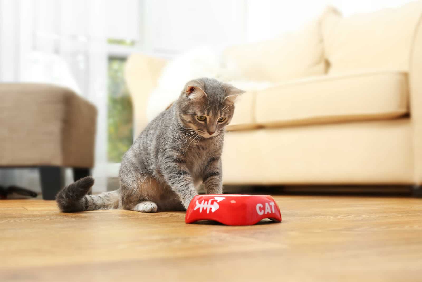 Cute cat eating food at home