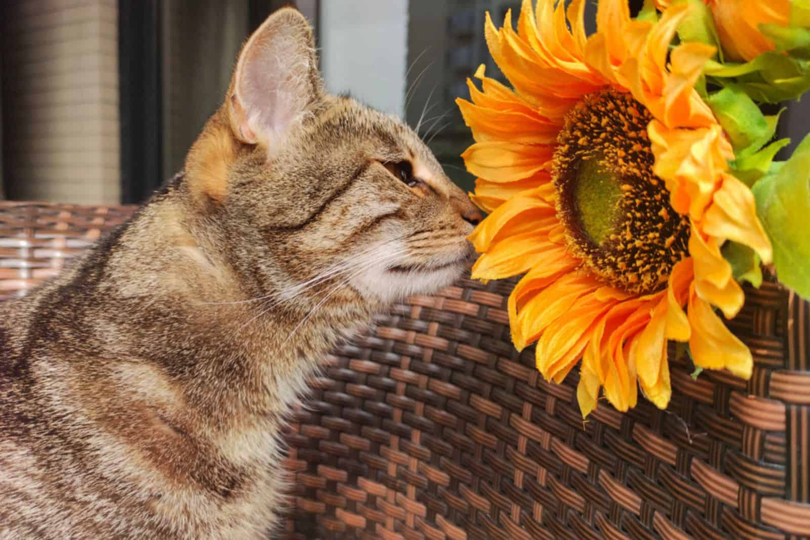 Cute tabby cat sniffing a sunflower