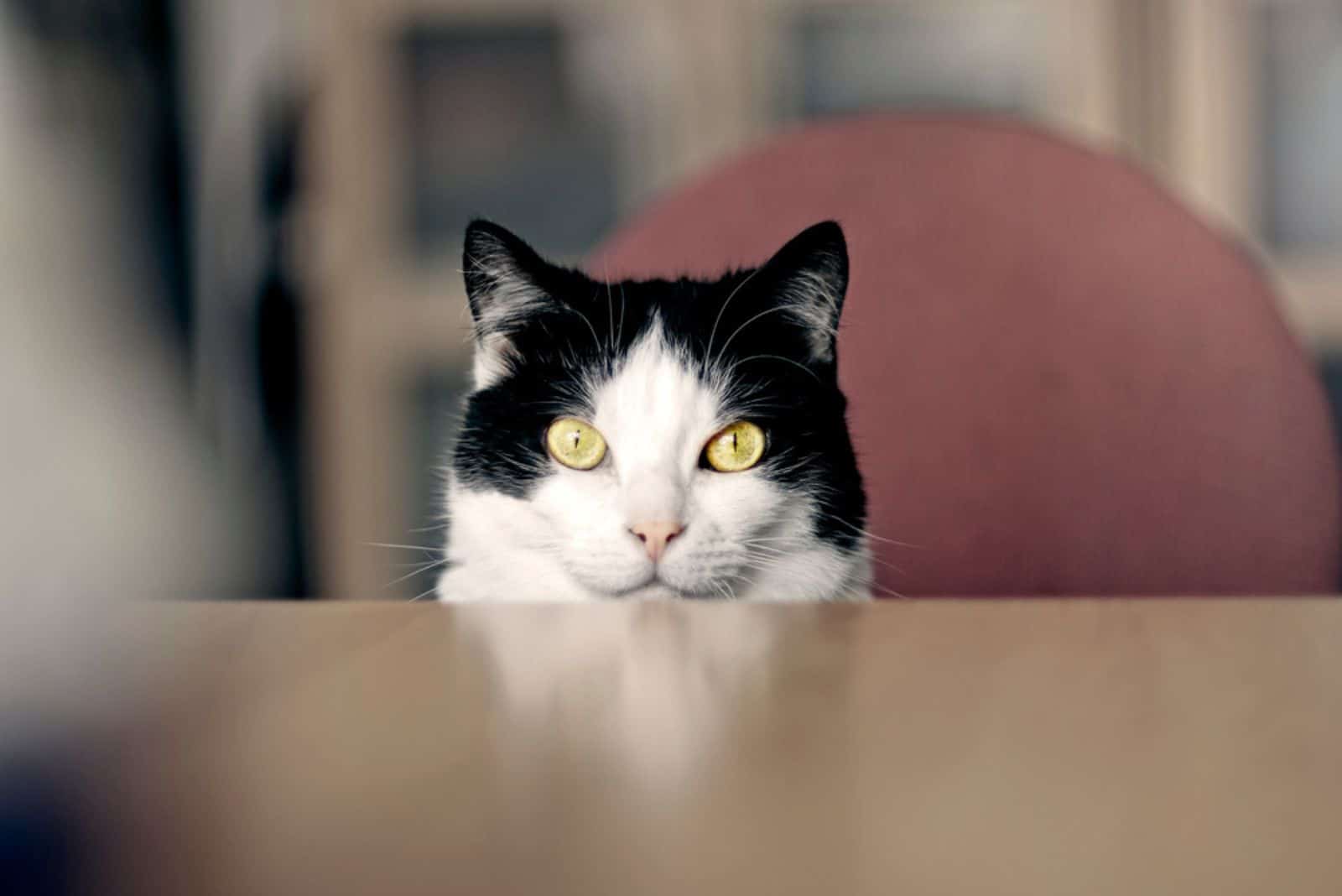 Cute tuxedo cat looking curious over the table