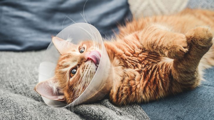 Dealing With An Infected Spay Incision In A Cat