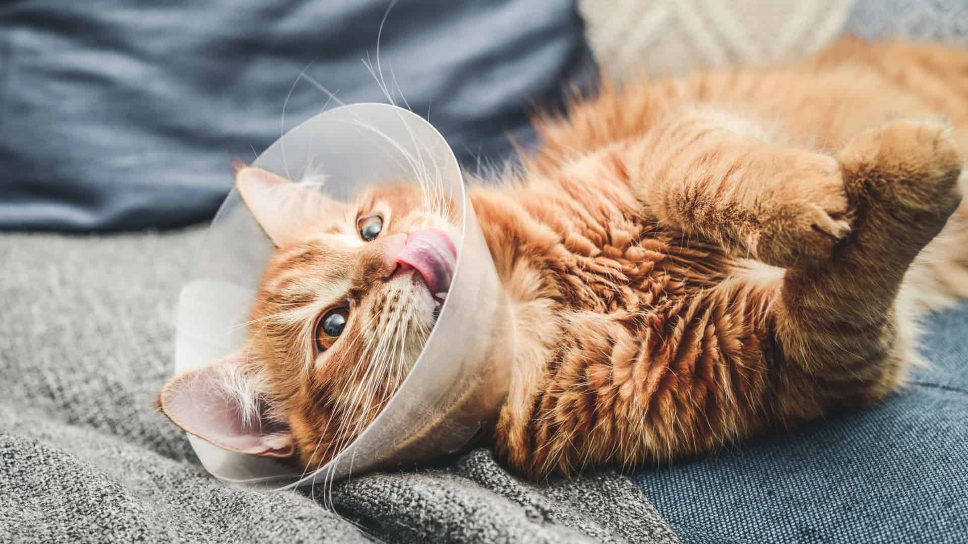 orange cat with cone after operation