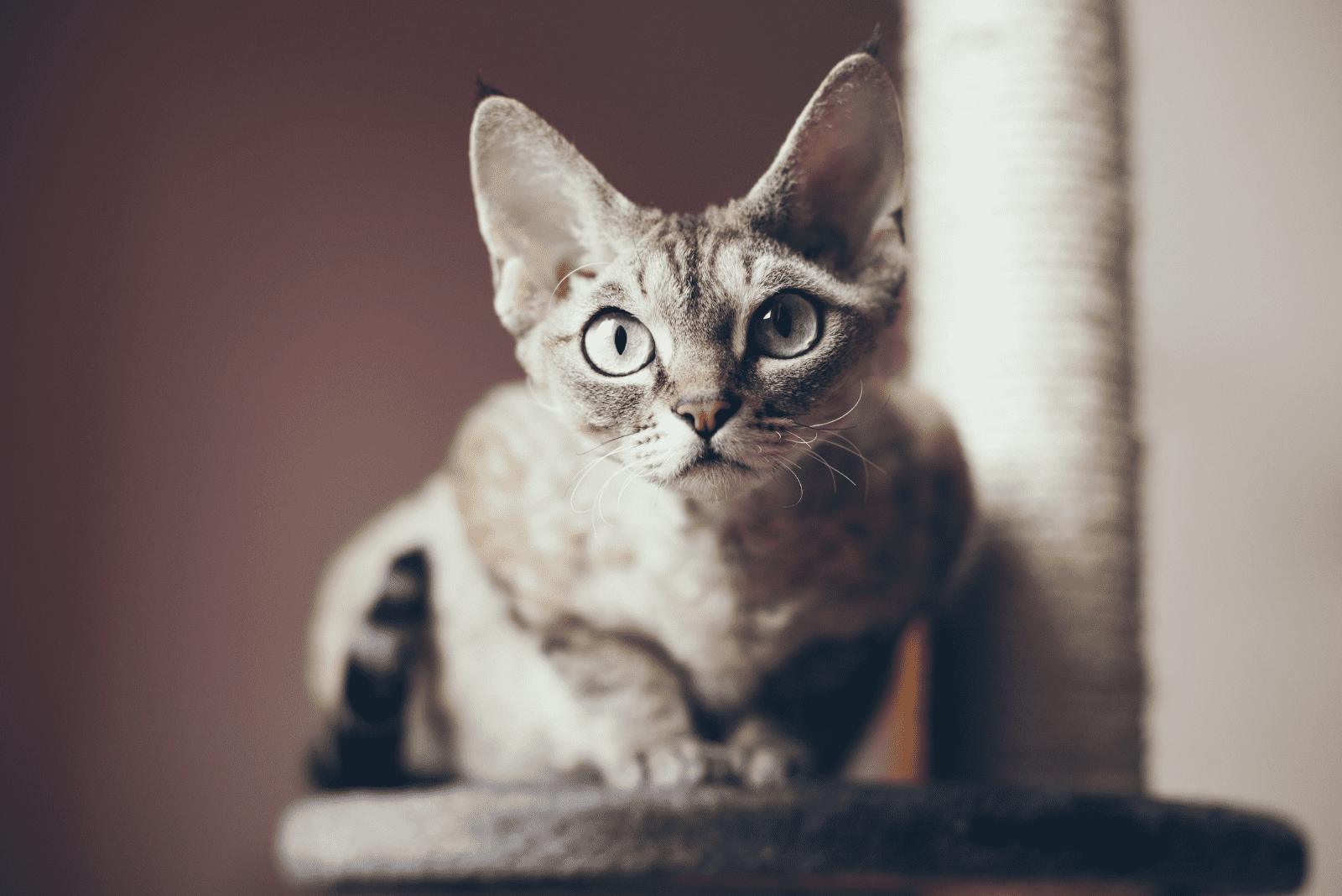 Devon Rex