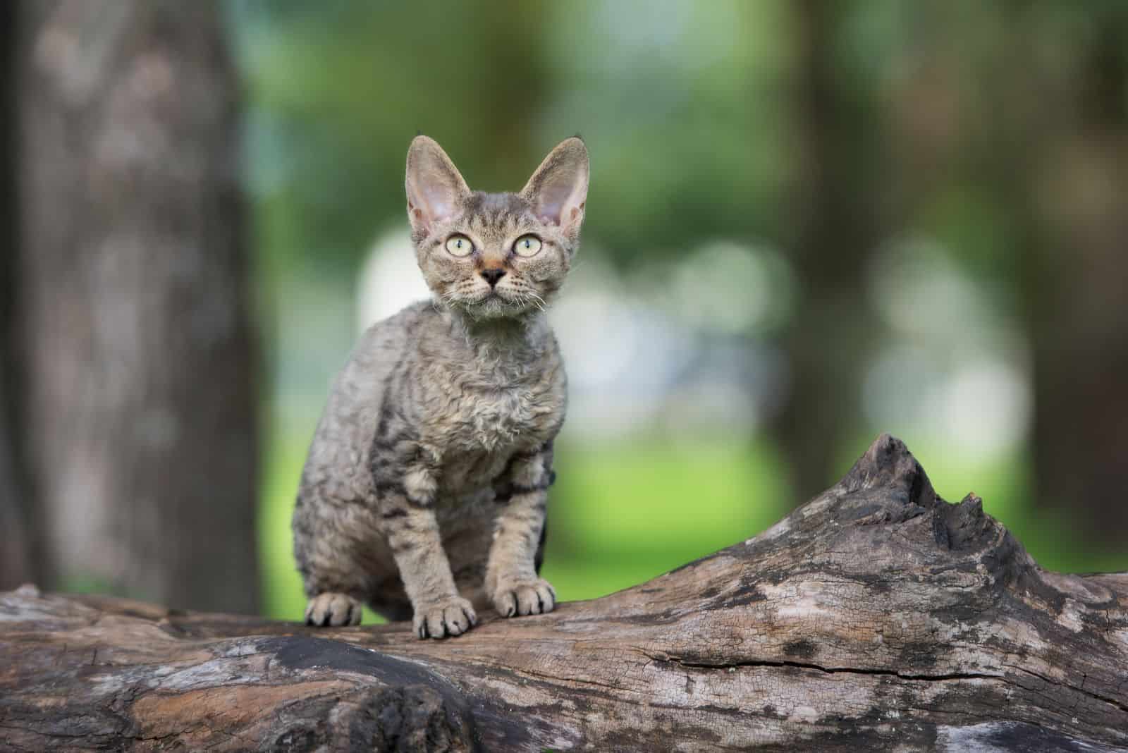 Devon Rex in a tree