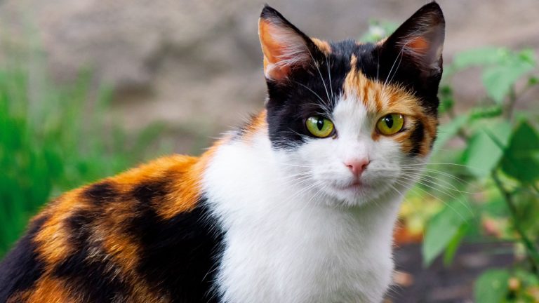 beautiful Calico Cat