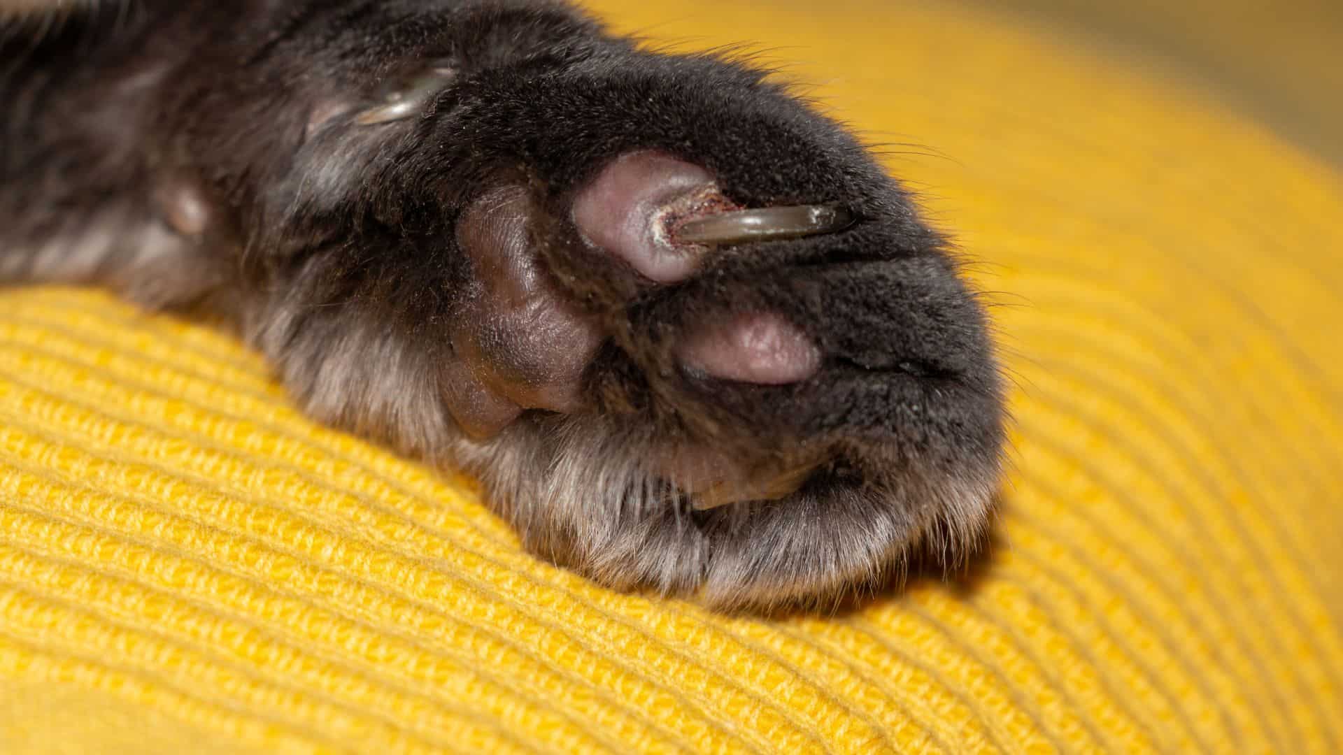 horned cat paw