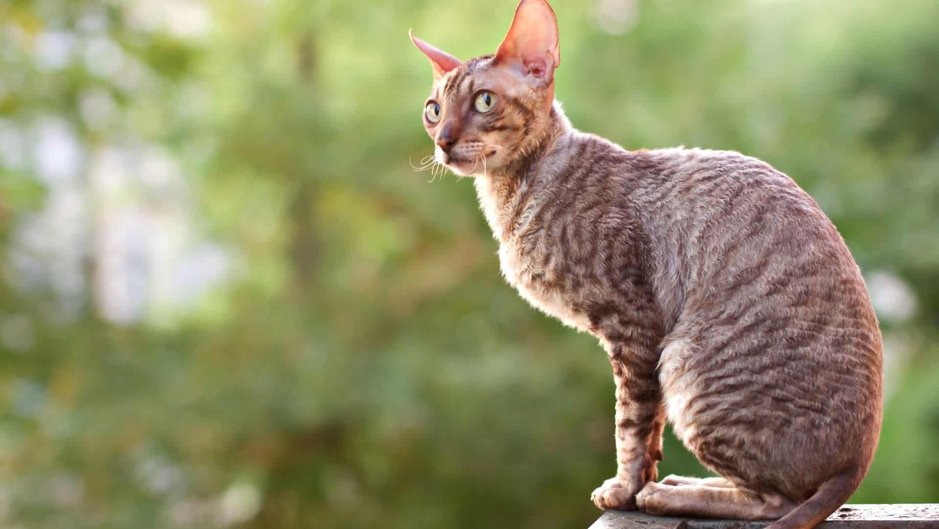 Cornish Rex cat