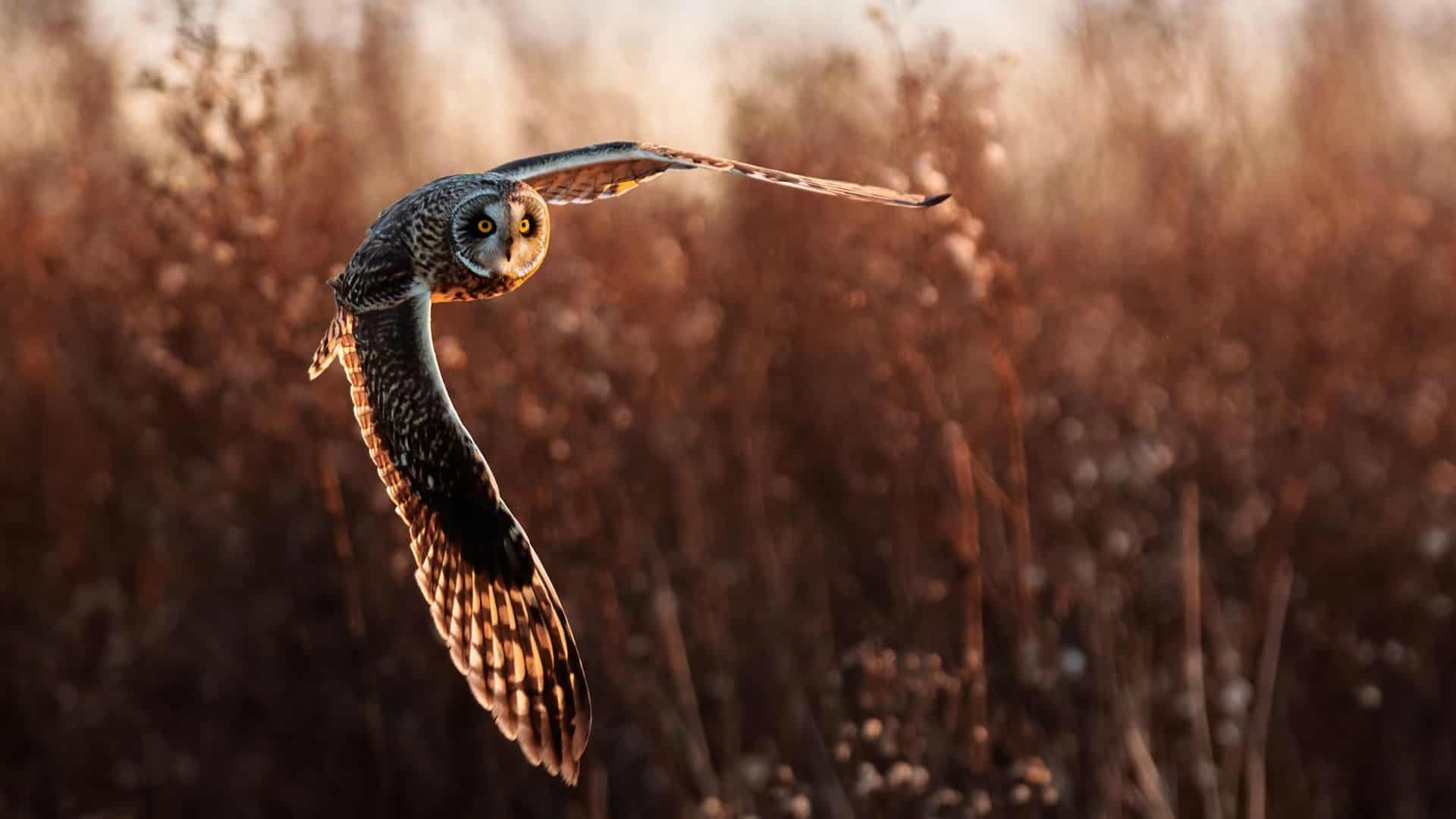 beautiful owl in flight