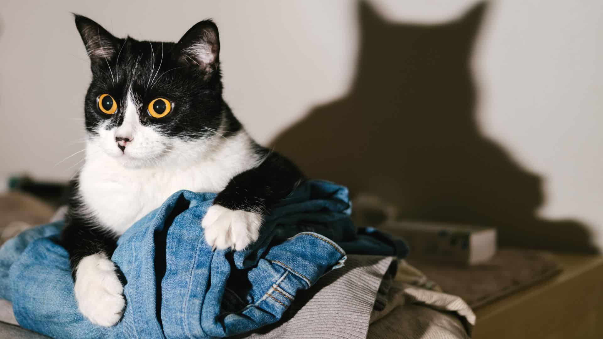 Tuxedo cat posing for camera