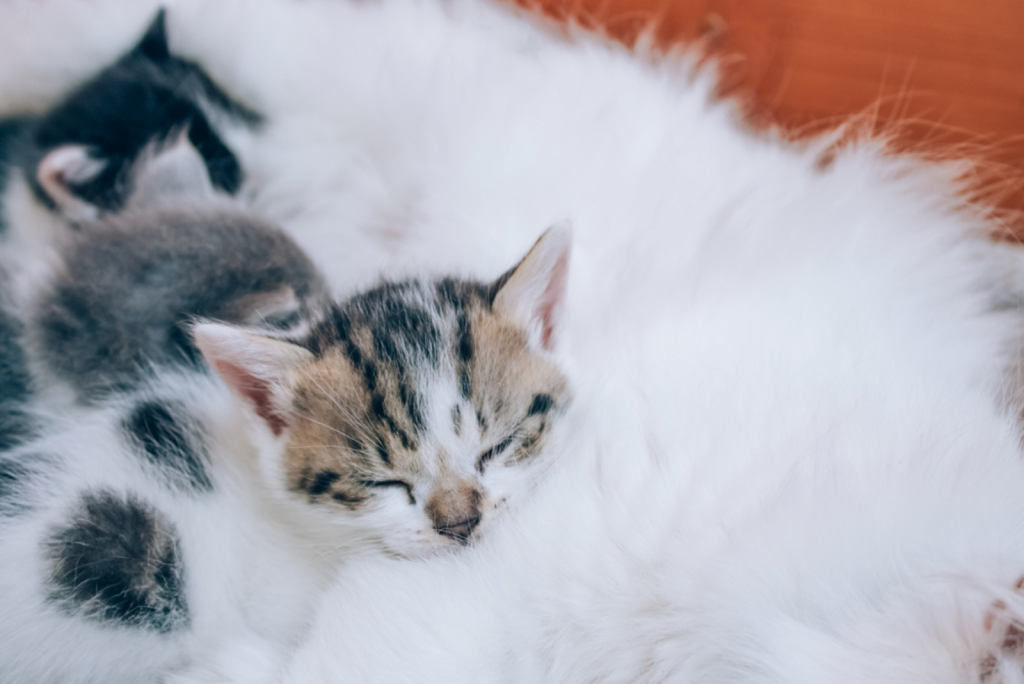 Fading Kitten Syndrome A Guide On How To Recognize It Early