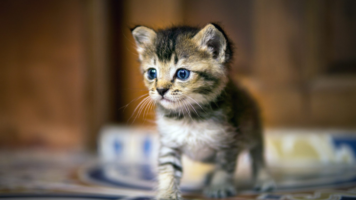 Fading Kitten Syndrome – A Guide On How To Recognize It Early