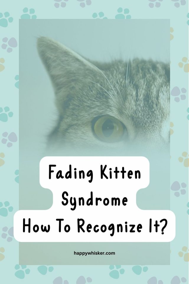 Fading Kitten Syndrome A Guide On How To Recognize It Early