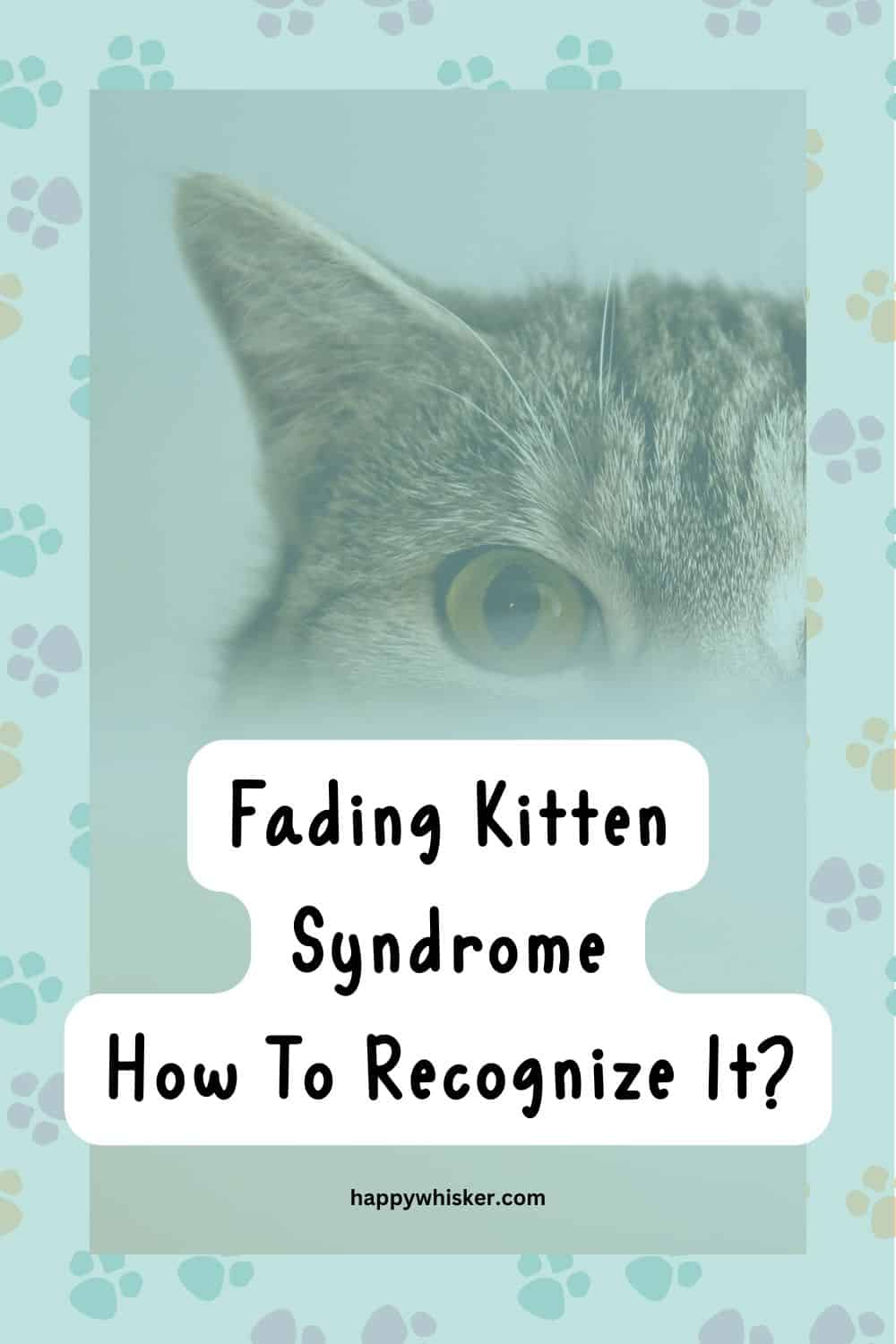 Fading Kitten Syndrome - A Guide On How To Recognize It Early