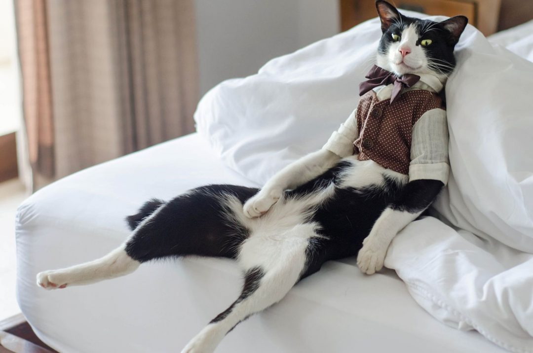Facts About Fat Tuxedo Cats! Is Every Tuxie Overweight?