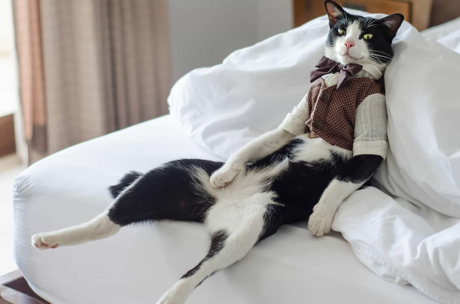 Fat Tuxedo Cat in tuxedo