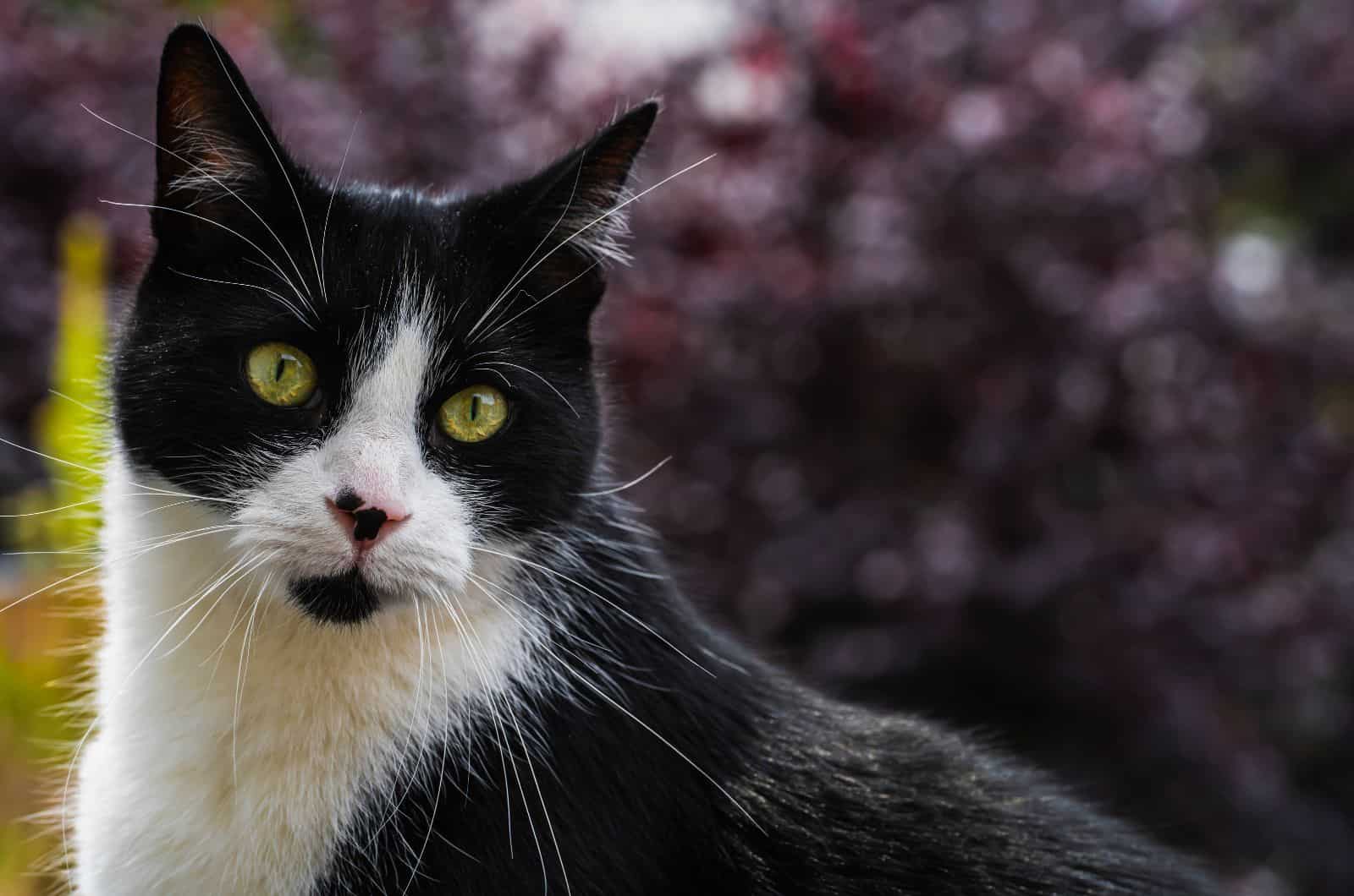 Fat Tuxedo Cat looking at camera