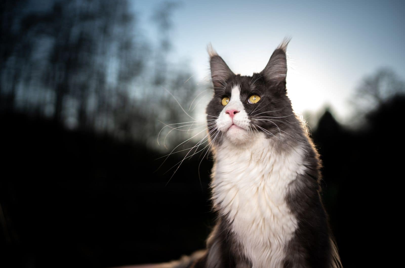 Fat Tuxedo Cat posing for camera