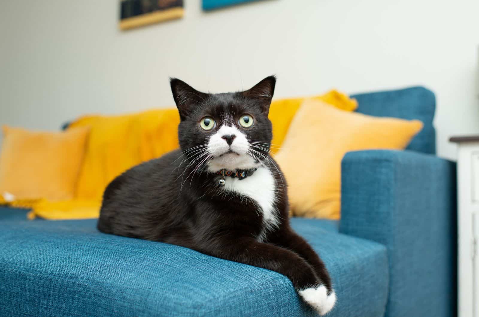 Fat Tuxedo Cat sitting on sofa